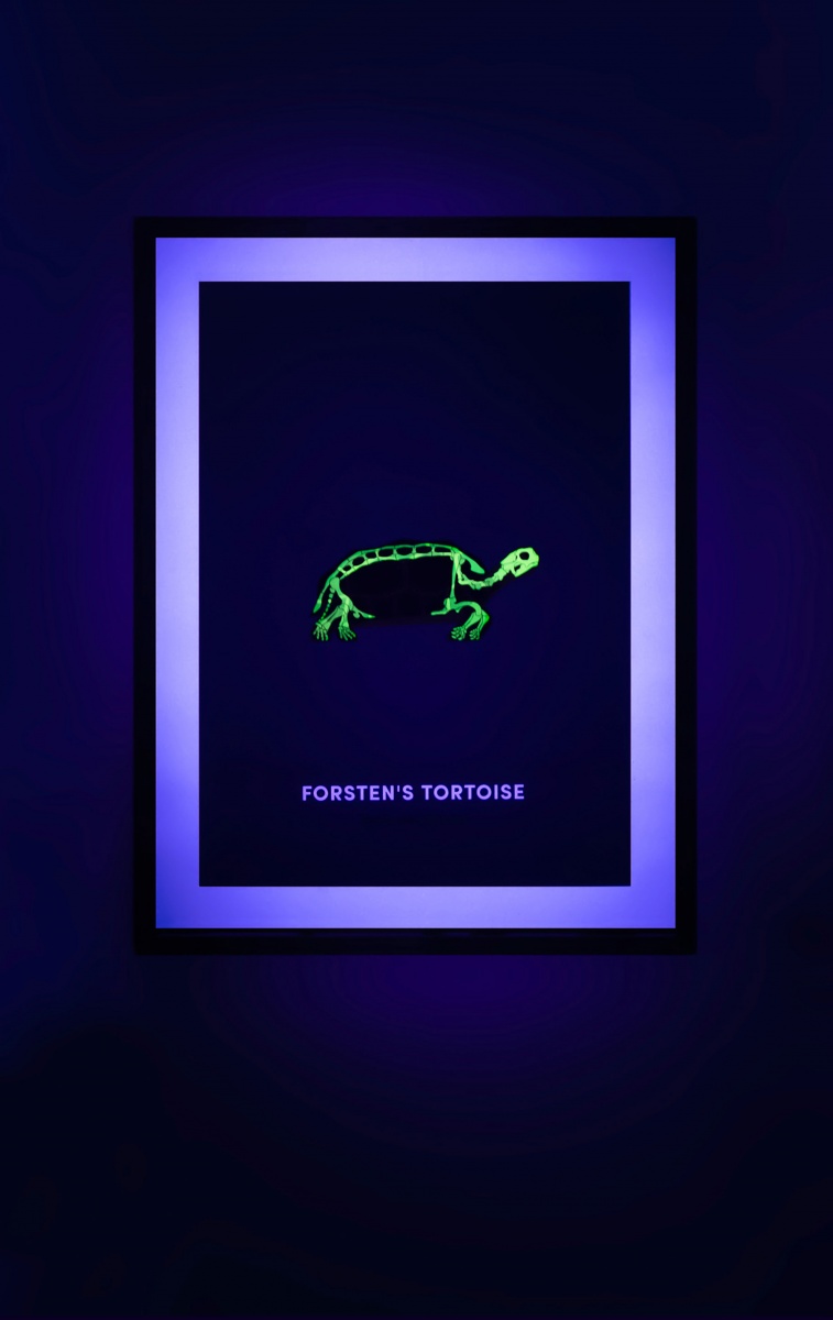 Forsten’s Tortoise screen print under UV light - shown on hover