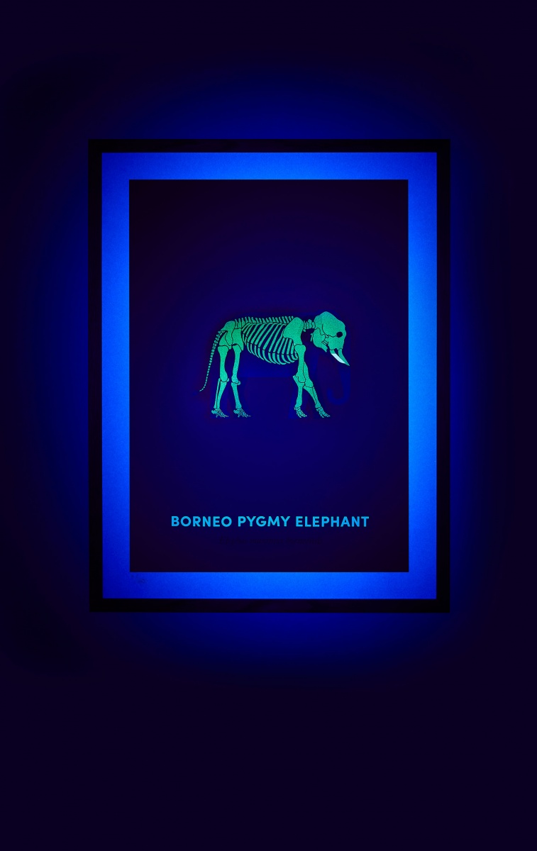 Borneo Pygmy Elephant screen print under UV light - shown on hover