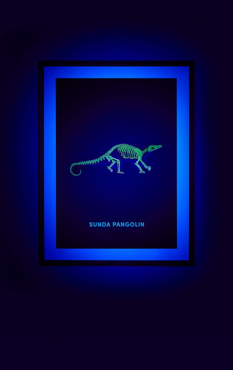 Sunda Pangolin screen print under UV light - shown on hover